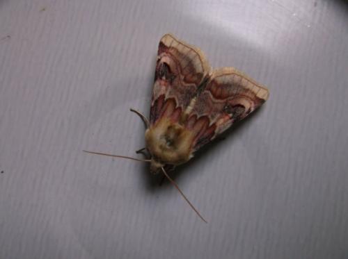 Réf. 208 241 : Periphanes delphinii